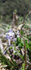 Duranta triacantha