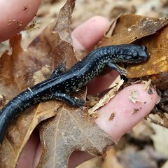 Plethodon glutinosus