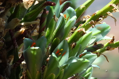 Puya alpestris