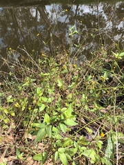 Bidens pilosa pilosa