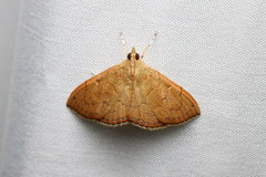 Hyalobathra