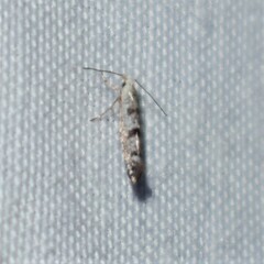 Argyresthia thuiella