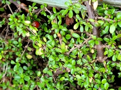 Coprosma depressa
