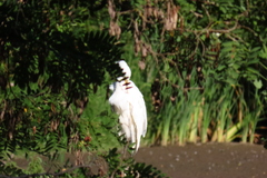 Ardea alba egretta
