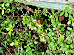 Coprosma depressa