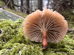 Lentinellus micheneri