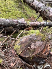 Lentinellus micheneri