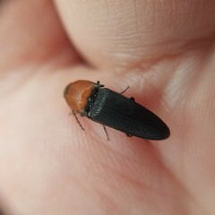Ampedus rubricollis
