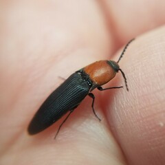 Ampedus rubricollis