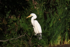 Ardea alba egretta