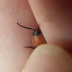 Ampedus rubricollis