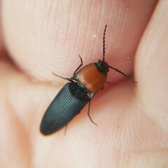 Ampedus rubricollis