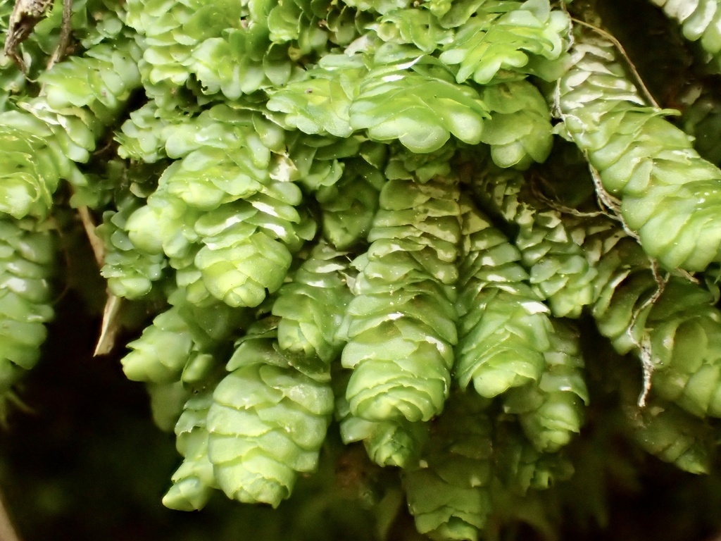 Bolander's scalemoss
