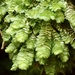 Bolander's Scalemoss - Photo (c) Ron Vanderhoff, some rights reserved (CC BY-NC), uploaded by Ron Vanderhoff
