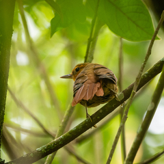 Syndactyla dimidiata