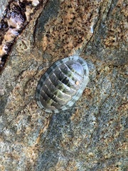 Polyplacophora