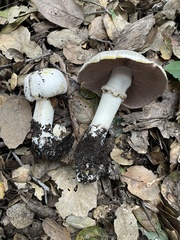 Agaricus xanthodermus