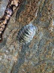 Polyplacophora