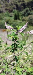 Aloysia