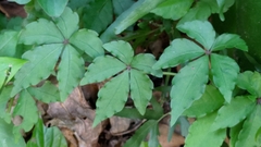 Tetrastigma obtectum