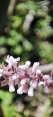Aloysia