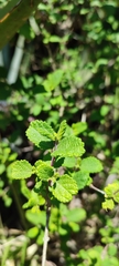 Aloysia