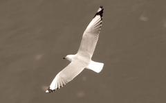 Ichthyaetus audouinii