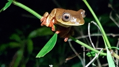Boana diabolica