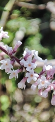 Aloysia