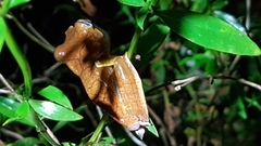 Boana diabolica