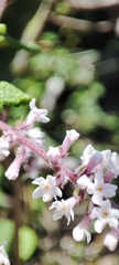 Aloysia