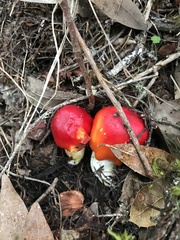 Hygrocybe laetissima