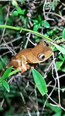 Boana diabolica