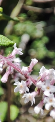 Aloysia