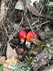 Hygrocybe laetissima