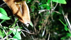 Boana diabolica