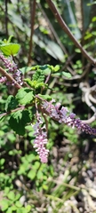 Aloysia