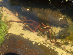 Ophiopsammus maculata