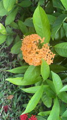 Ixora chinensis