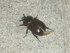 Archophileurus