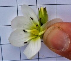 Gentianella corymbifera