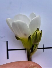 Gentianella corymbifera