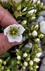 Gentianella corymbifera