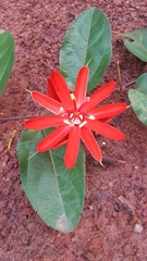 Passiflora coccinea