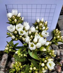 Gentianella corymbifera