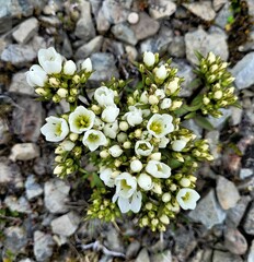 Gentianella corymbifera
