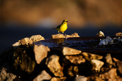 Crithagra flaviventris