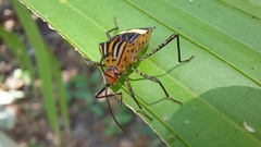 Hypselonotus subterpunctatus
