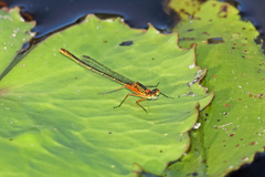 Austrocnemis splendida