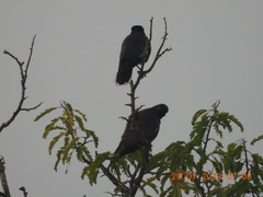 Acridotheres tristis